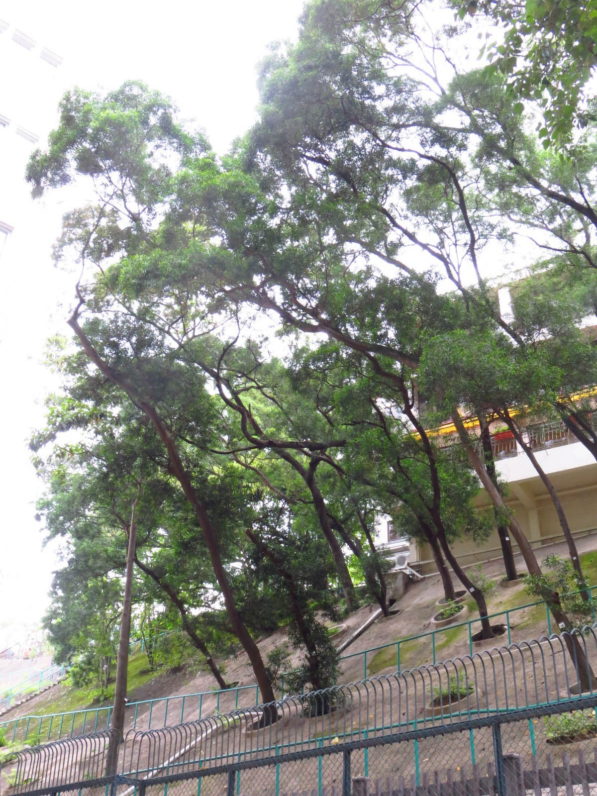 Acacia confusa 台灣相思