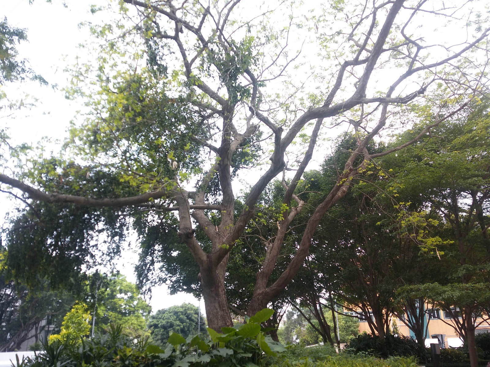 Albizia lebbeck 大葉合歡