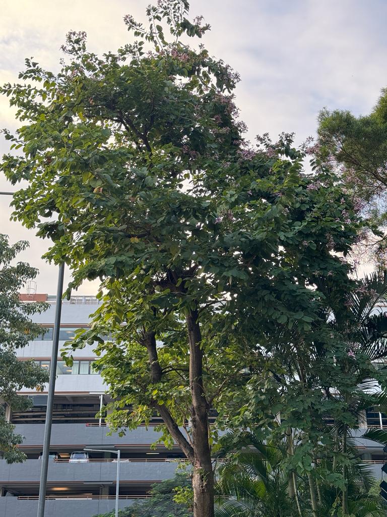 Bauhinia variegata 宮粉羊蹄甲