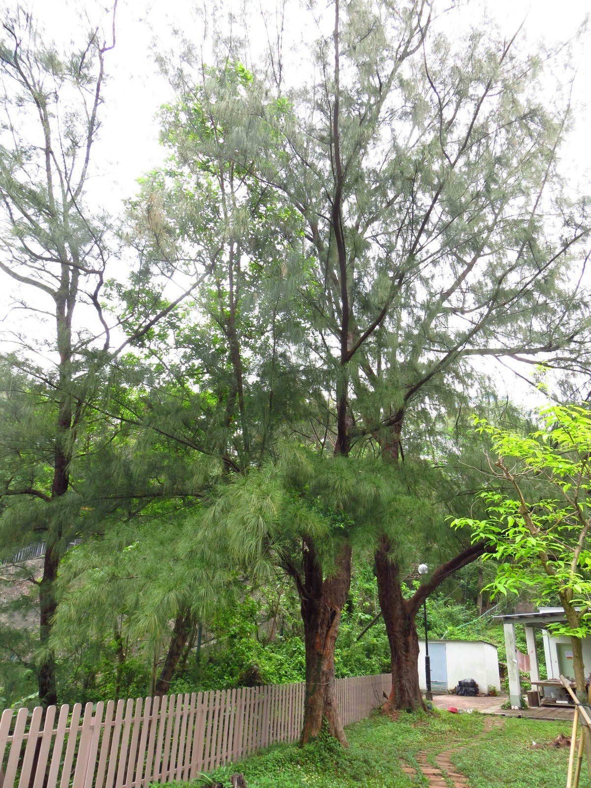 Casuarina equisetifolia 木麻黃