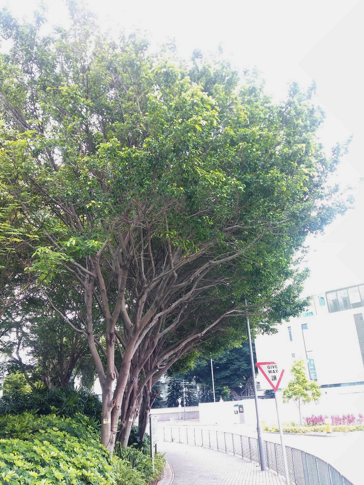 Ficus benjamina 垂葉榕