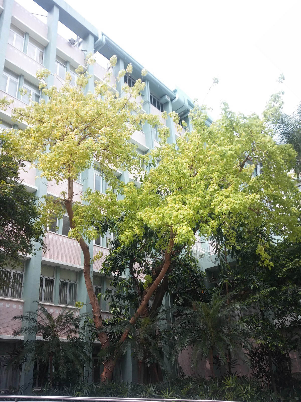 Ficus religiosa 菩提樹