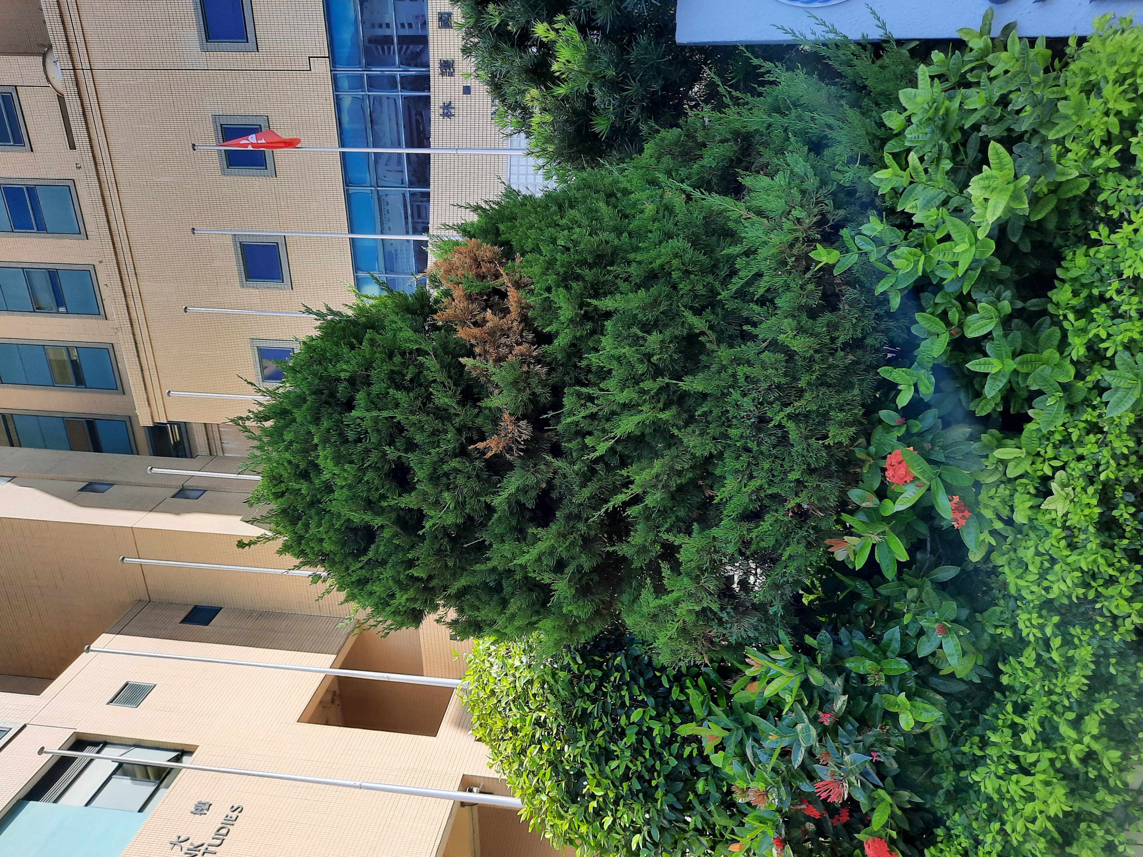 Juniperus chinensis 圓柏