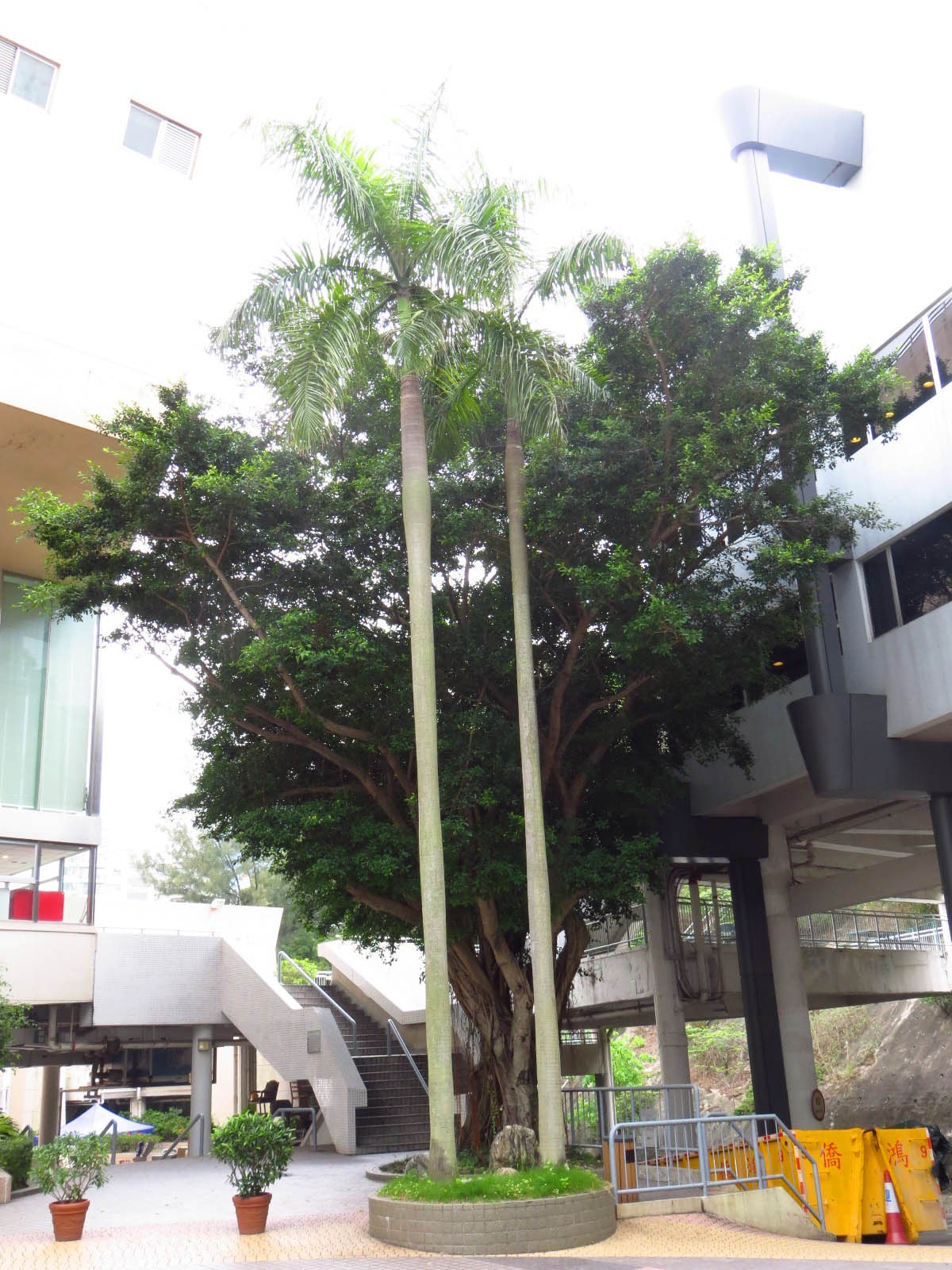 Roystonea regia 王棕，大王椰子
